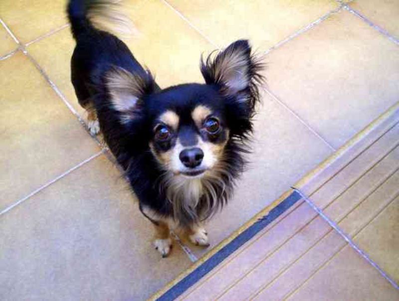 Bilde av Chihuahua, nr 2143. 