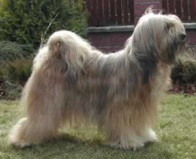 Bilde av Tibetansk-Terrier, nr 4254. 