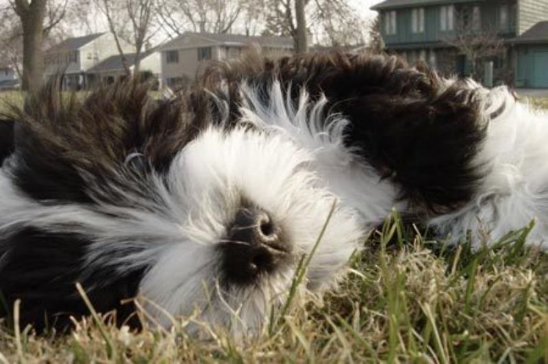Bilde av Tibetansk Terrier, nr 4250. 