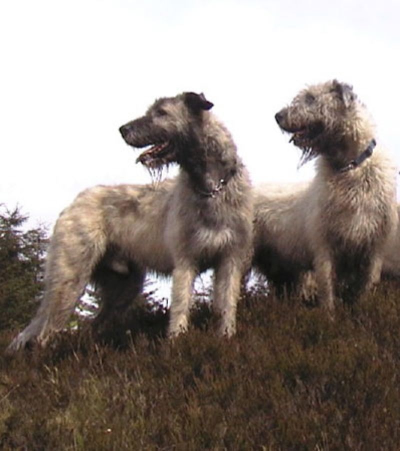Bilde av Irsk-Ulvehund, nr 6507. 