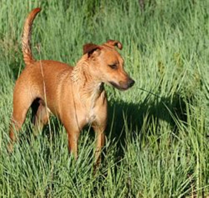 Bilde av Afrikahund, nr 4538. 