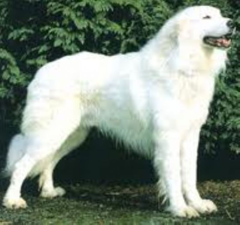 Akbash hund