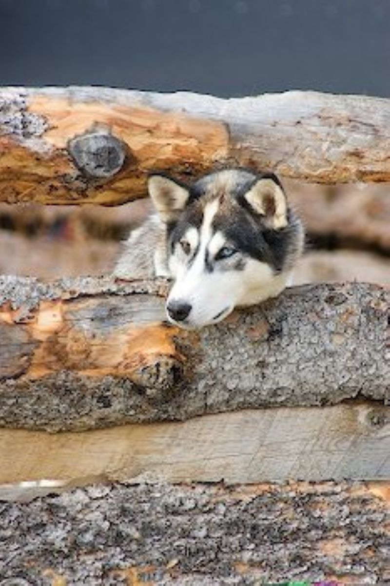 Bilde av Alaska husky, nr 4588. 