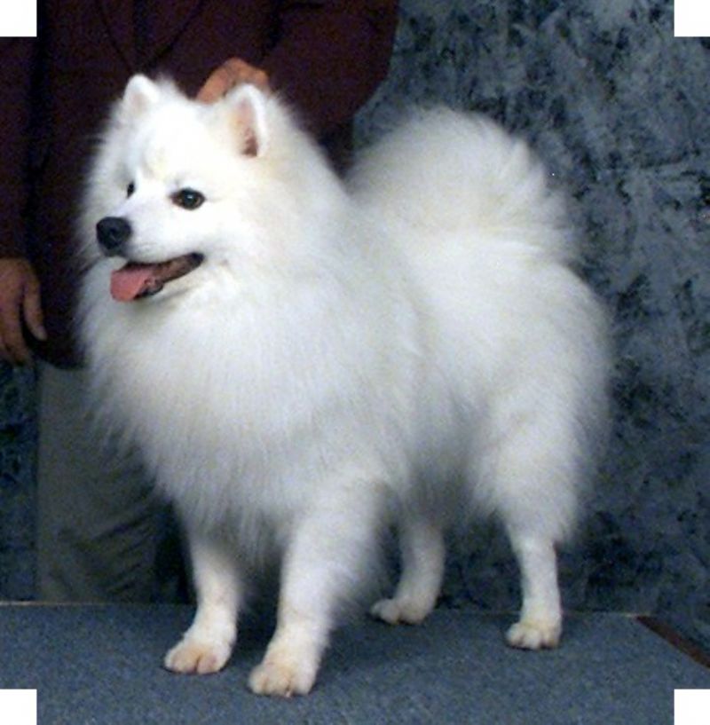 Bilde av Amerikansk Eskimo hund, nr 4721. 