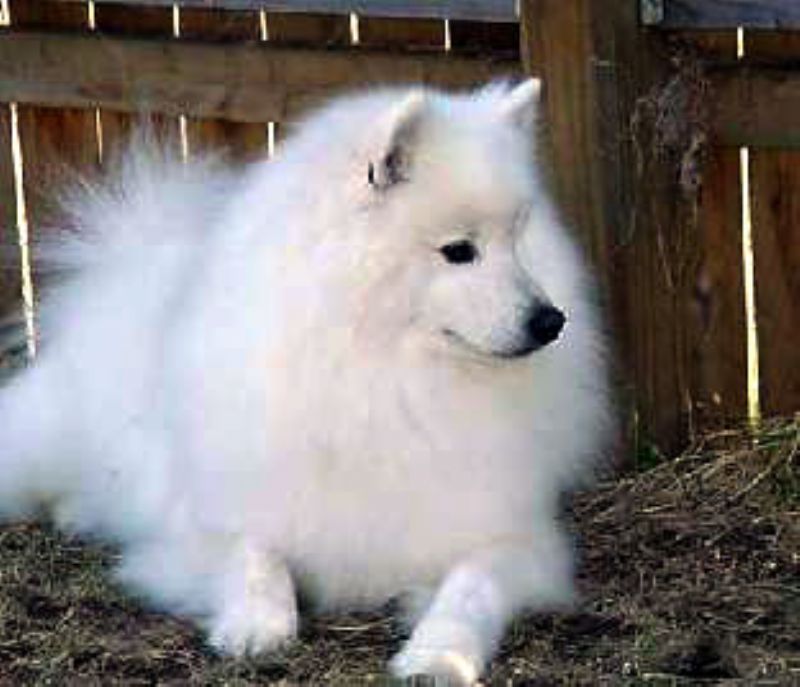 Bilde av Amerikansk-Eskimo-hund, nr 4717. 