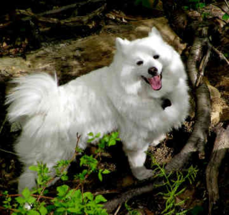 Bilde av Amerikansk-Eskimo-hund, nr 4703. 
