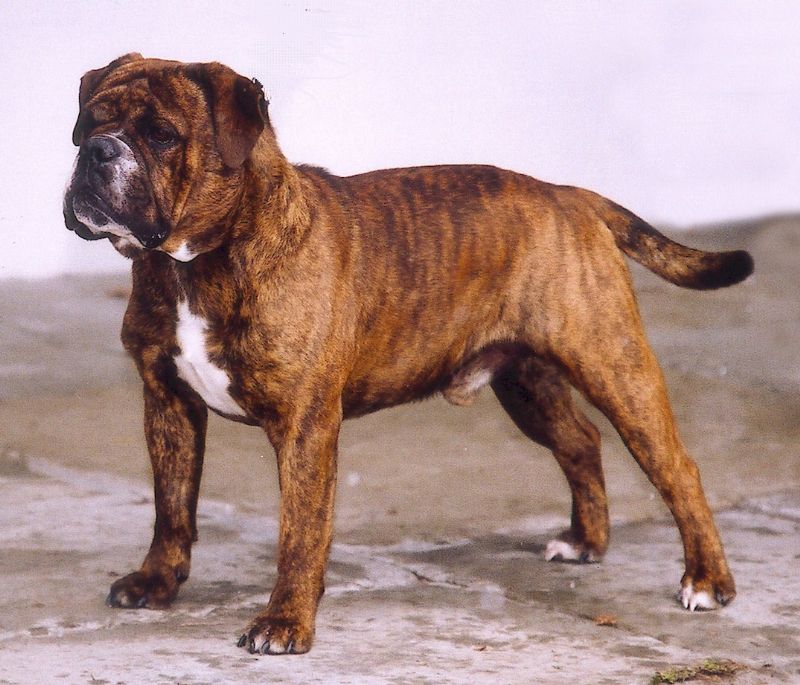 Kontinental Bulldog