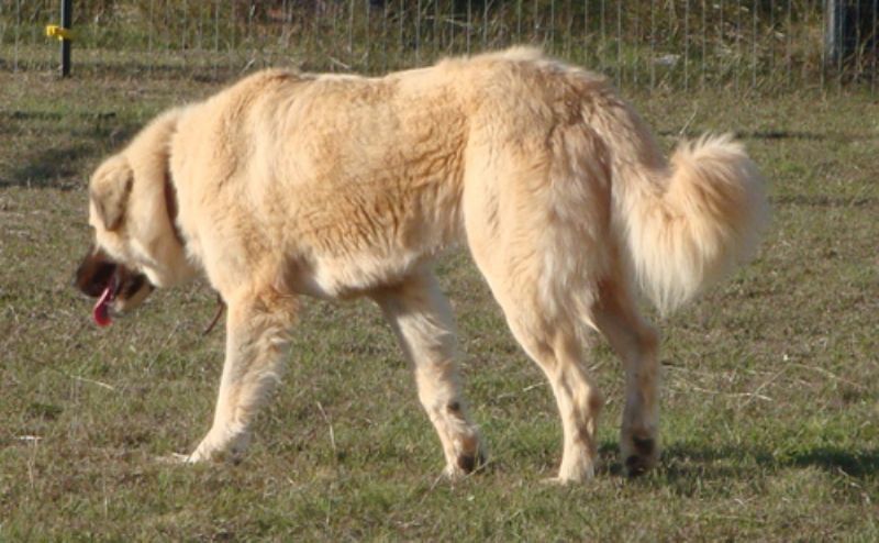 Anatolsk Gjeterhund