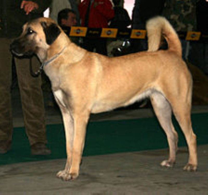 Anatolsk Gjeterhund