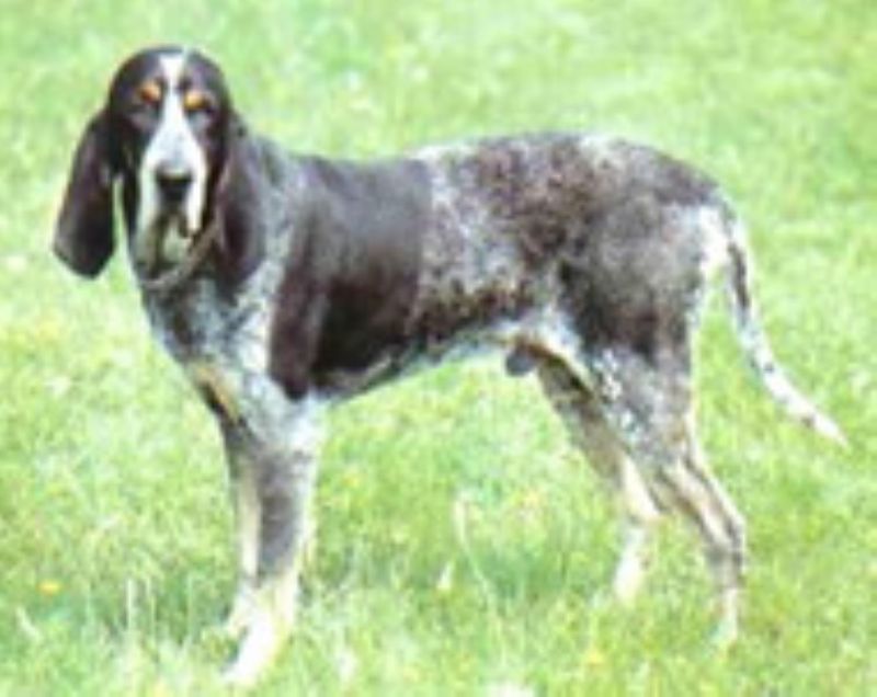 Bilde av Amerikans Blå Gascone Hund, nr 6705. 