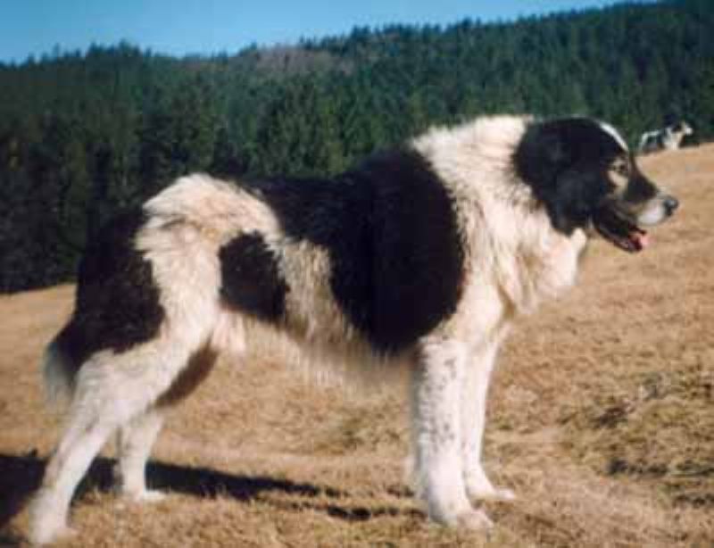 Bilde av Bukovina gjeterhund, nr 6907. 