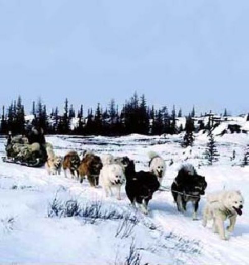 Bilde av Kanadisk Eskimohund, nr 6936. 