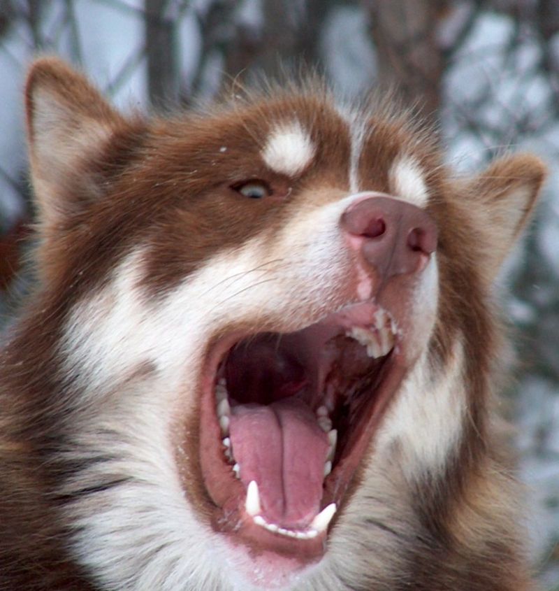 Bilde av Kanadisk Eskimohund, nr 6956. 