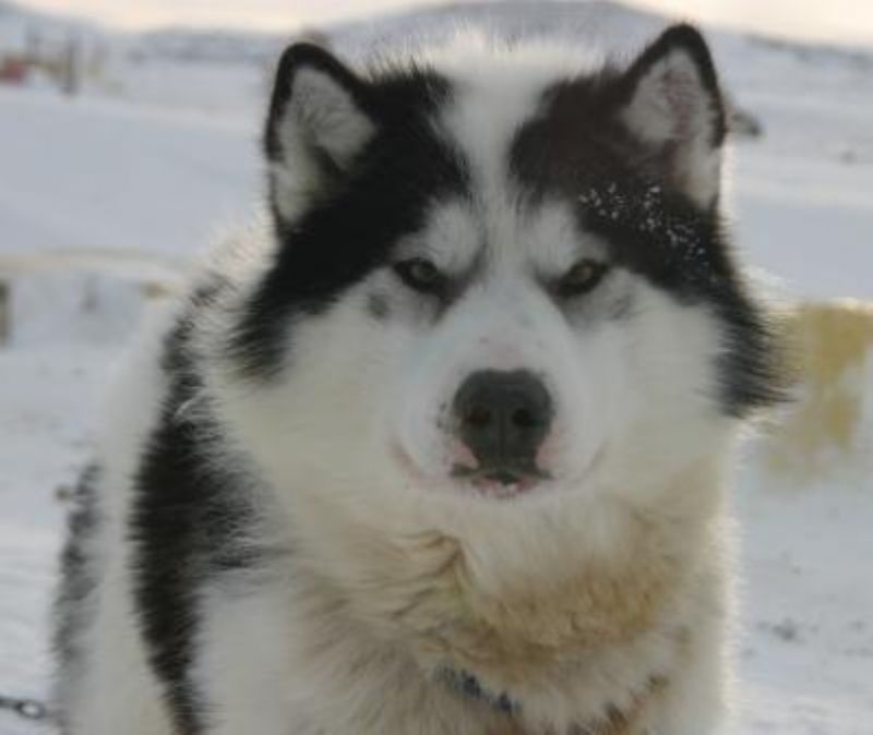 Bilde av Kanadisk Eskimohund, nr 6954. 