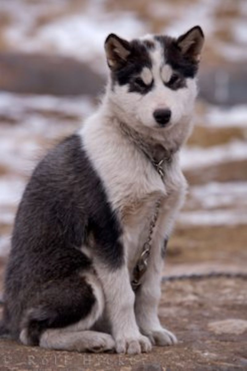 Bilde av Kanadisk Eskimohund, nr 6948. 