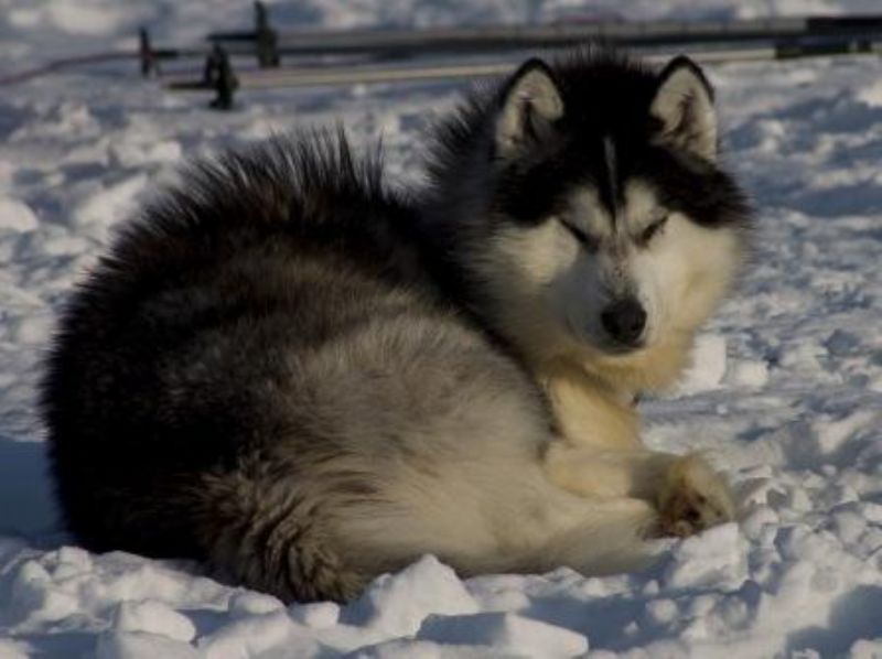 Bilde av Kanadisk Eskimohund, nr 6951. 