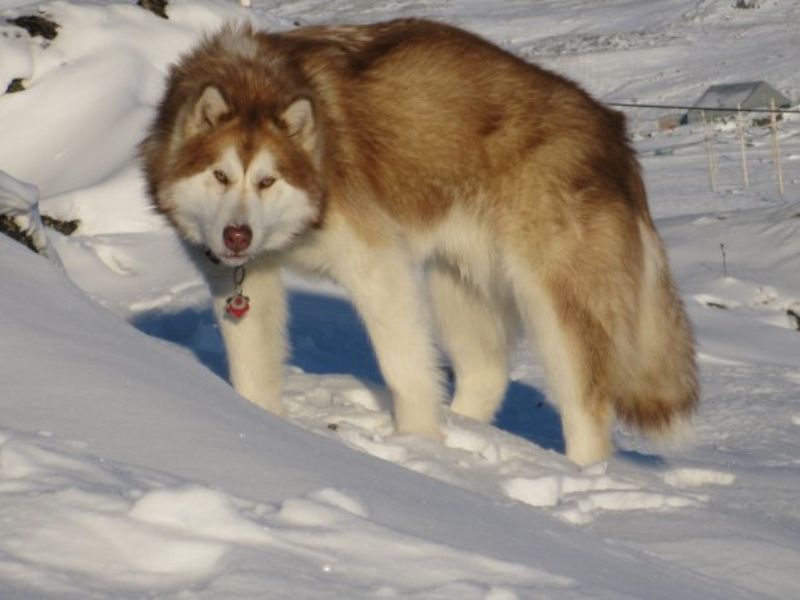 Bilde av Kanadisk Eskimohund, nr 6955. 