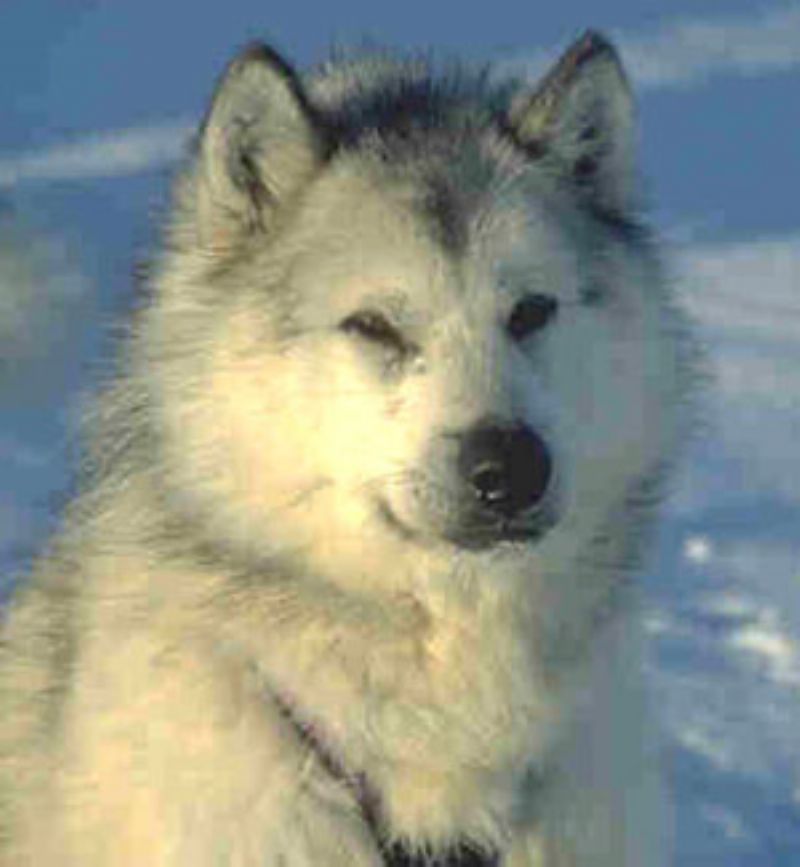 Bilde av Kanadisk Eskimohund, nr 6937. 