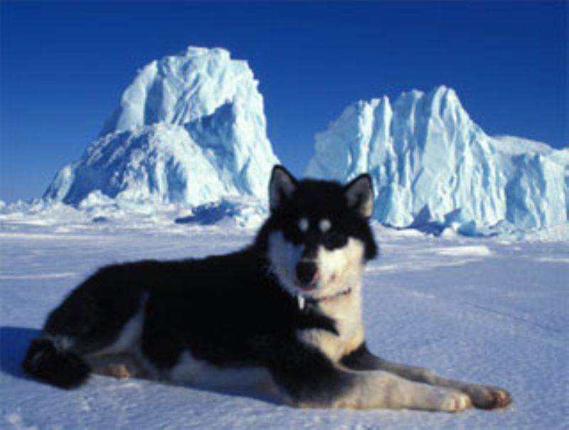 Bilde av Kanadisk Eskimohund, nr 6950. 