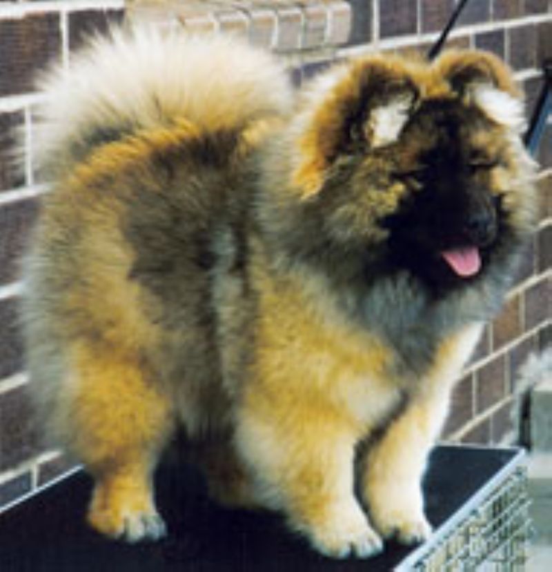 Kinesisk Foo hund