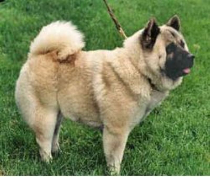 Kinesisk Foo hund