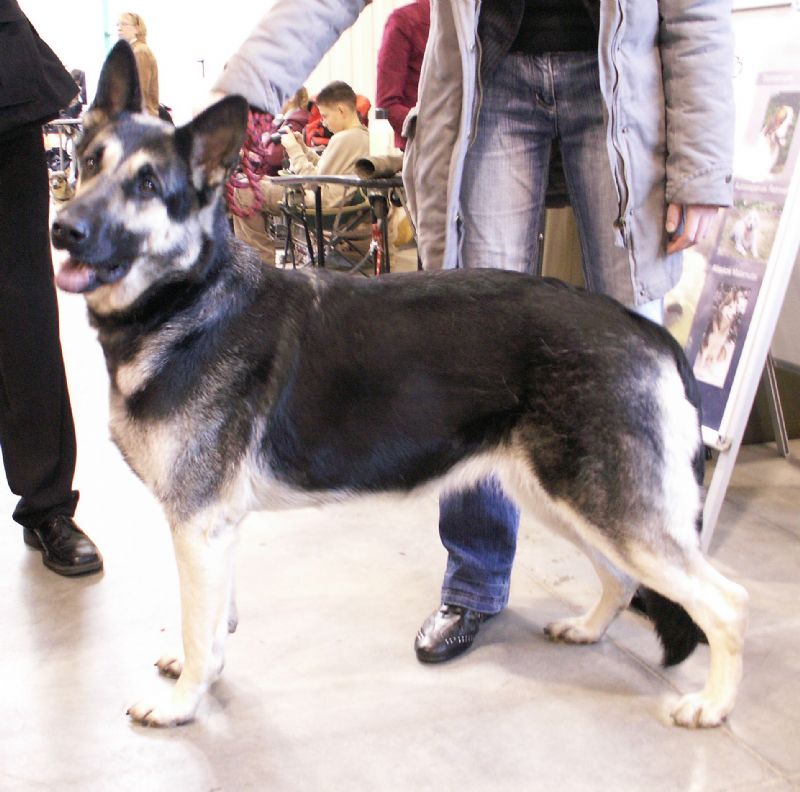 Bilde av Østeuropeisk gjeterhund, nr 7163. 
