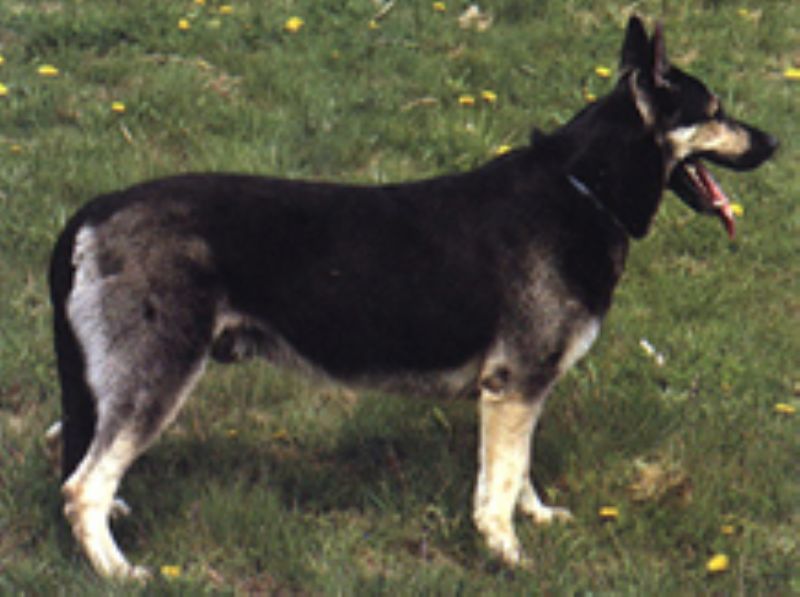 Bilde av Østeuropeisk gjeterhund, nr 7159. 