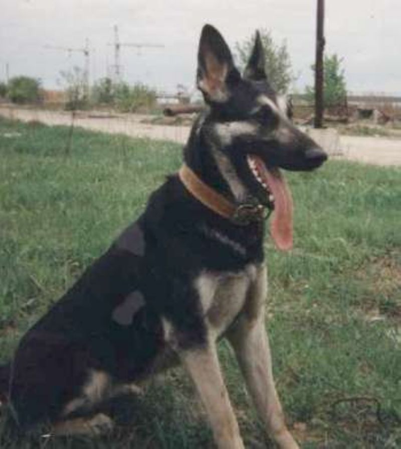 Bilde av Osteuropeisk-gjeterhund, nr 7162. 