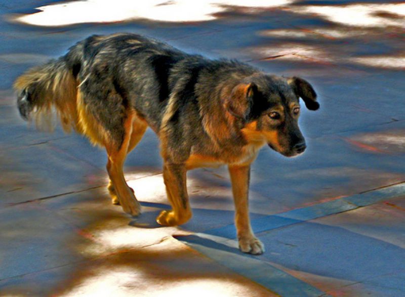 Bilde av Himalayisk gjeterhund, nr 7237. 