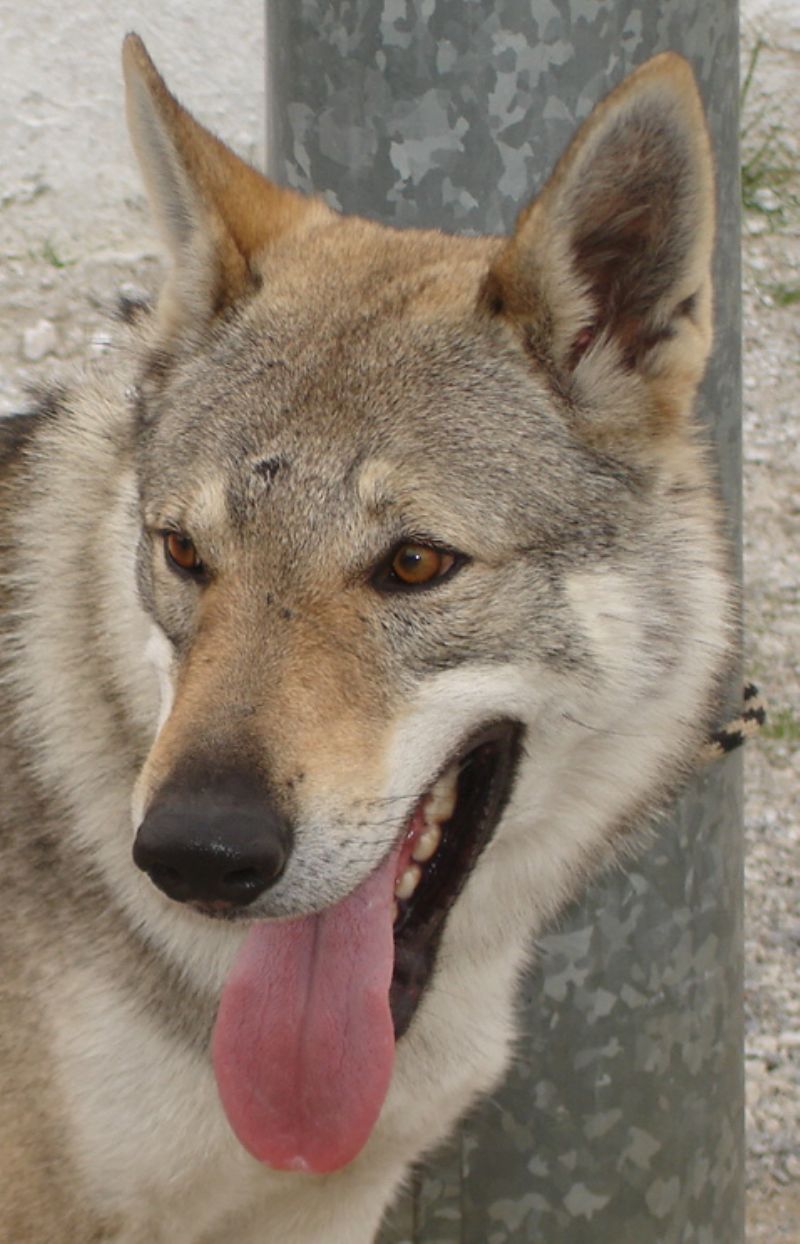 Bilde av Tsjekkoslovakisk Ulvehund, nr 563. 