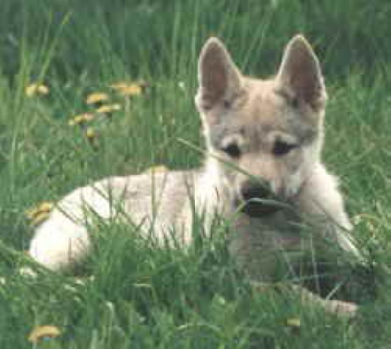 Bilde av Tsjekkoslovakisk-Ulvehund, nr 572. 