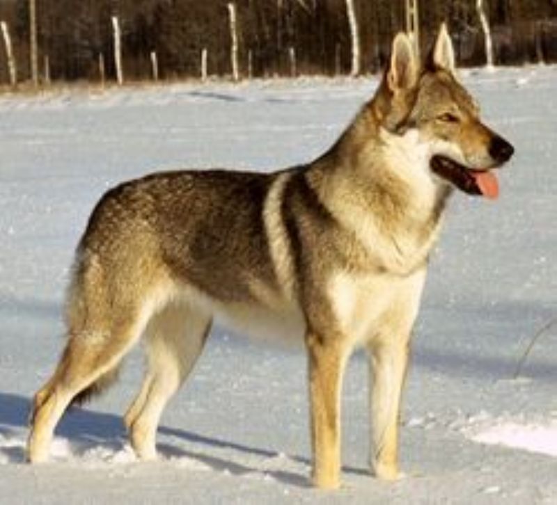Bilde av Tsjekkoslovakisk-Ulvehund, nr 561. 