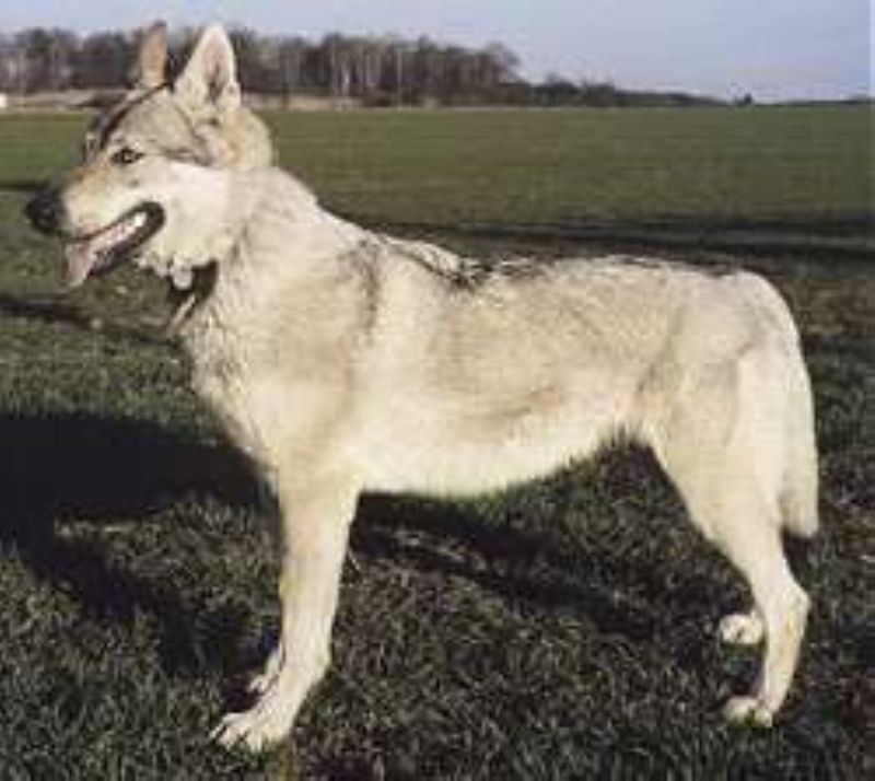 Bilde av Tsjekkoslovakisk-Ulvehund, nr 570. 