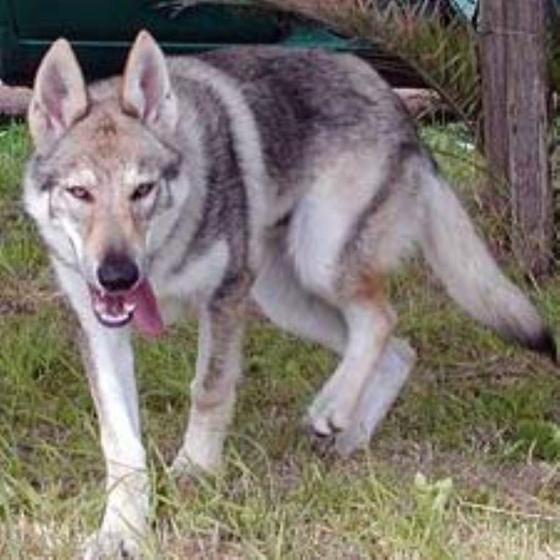 Bilde av Tsjekkoslovakisk-Ulvehund, nr 566. 