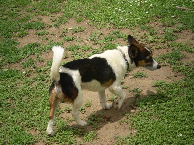 Bilde av Miniature Fox Terrier, nr 7530. 
