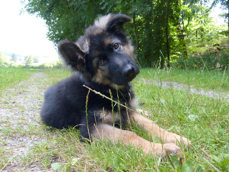 Bilde av Old German Shepherd Dog, nr 7605. 