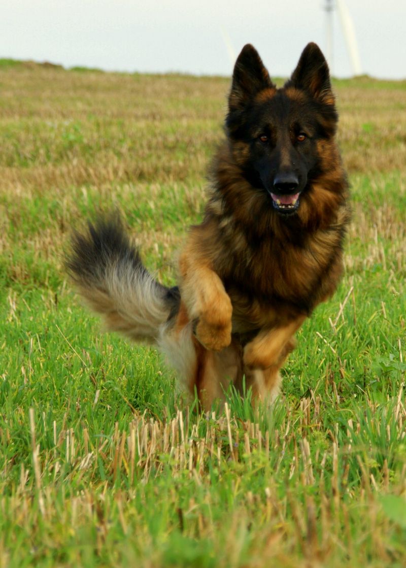 Bilde av Old German Shepherd Dog, nr 7606. 