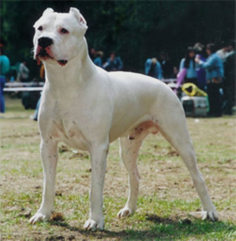 Argentinsk Dogge