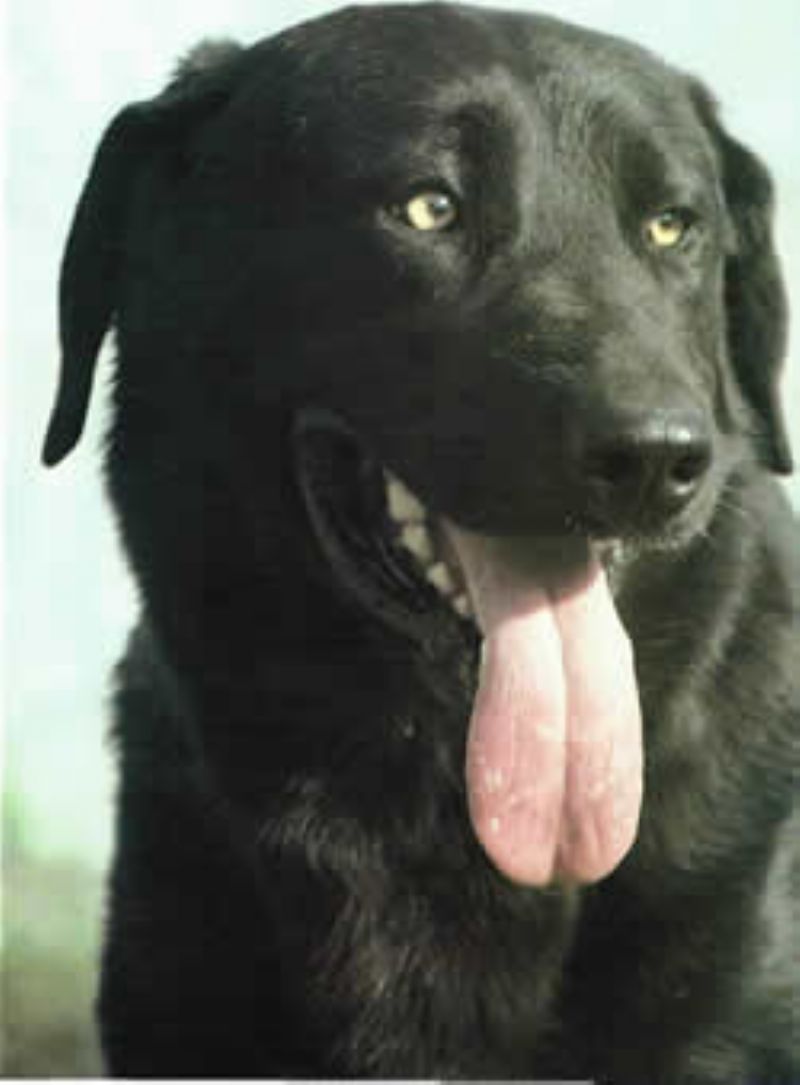 Castro Laboreirohund