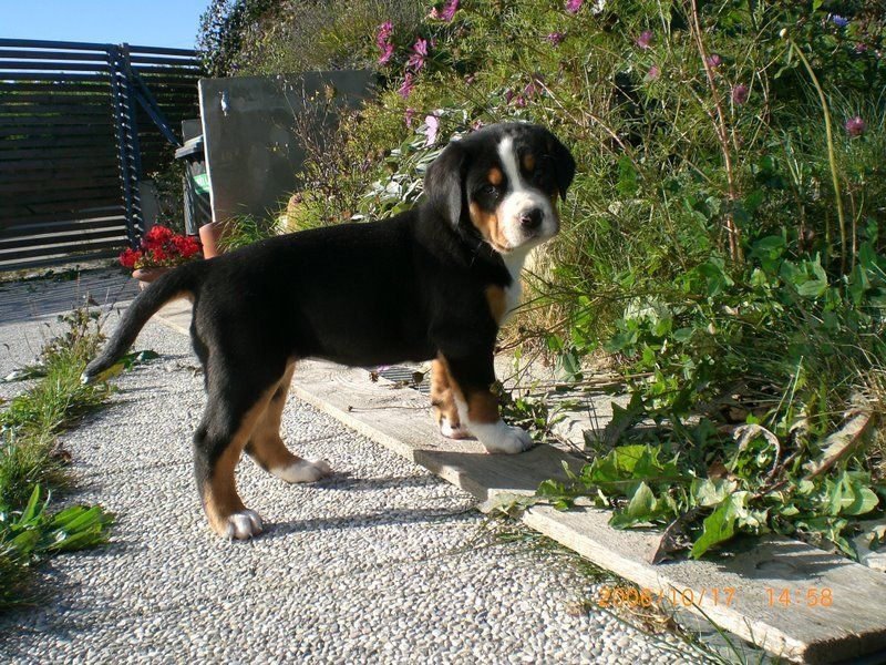 Bilde av Grosser Schweizer Sennenhund, nr 2811. 