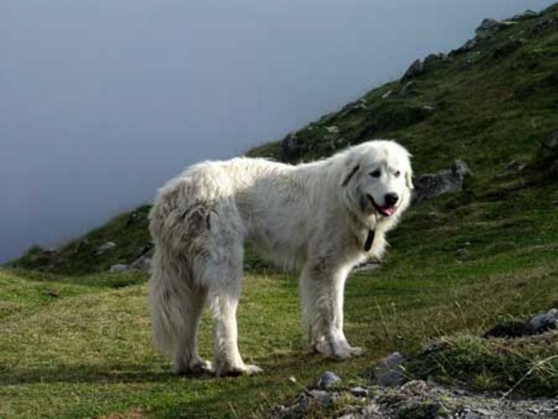 Bilde av Pyreneerhund, nr 8628. 