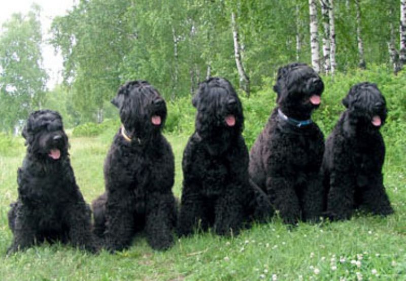 Russisk Sort Terrier