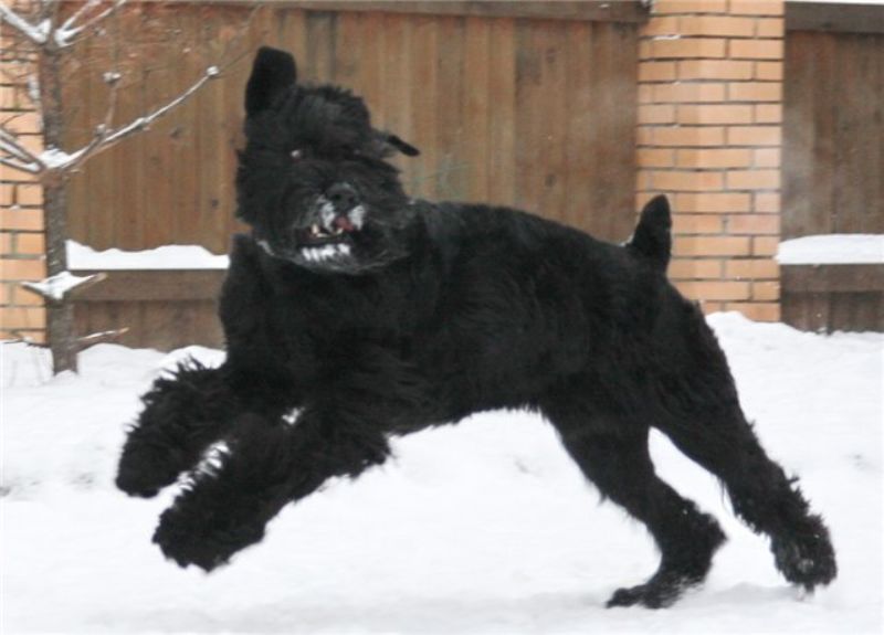 Bilde av Russisk-Sort-Terrier, nr 8634. 