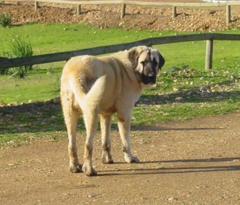 Spansk Mastiff