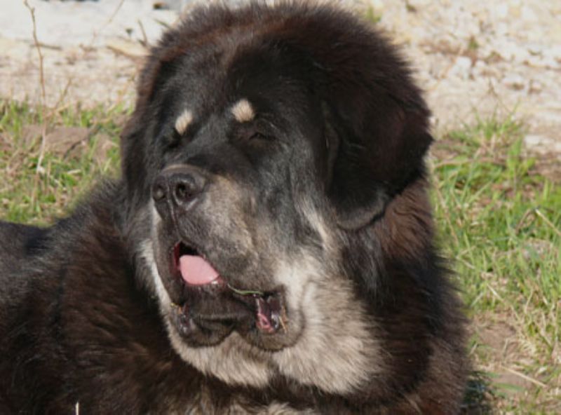 Bilde av Tibetansk-Mastiff, nr 1260. 