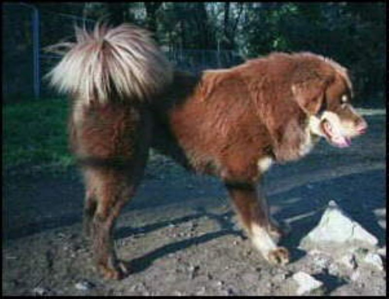 Bilde av Tibetansk Mastiff, nr 1264. 
