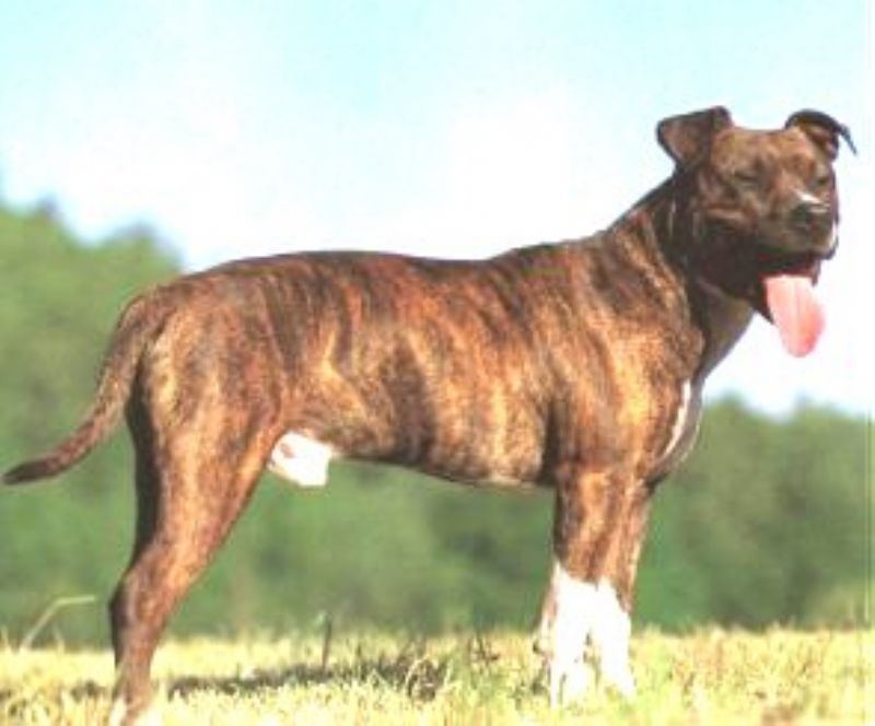 Bilde av Amerikansk-Staffordshire-Terrier, nr 1491. 