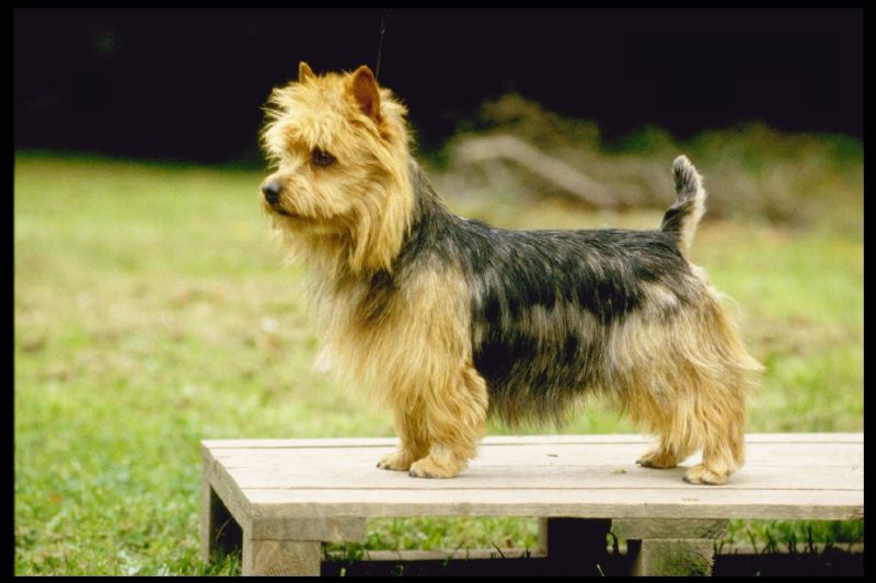 Bilde av Australsk-Terrier, nr 1550. 