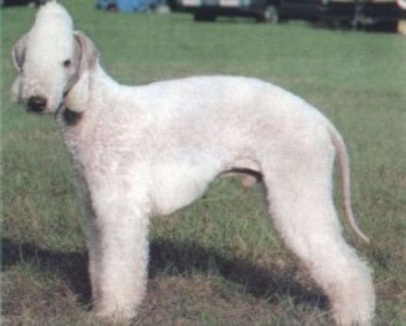 Bilde av Bedlington Terrier, nr 1739. 
