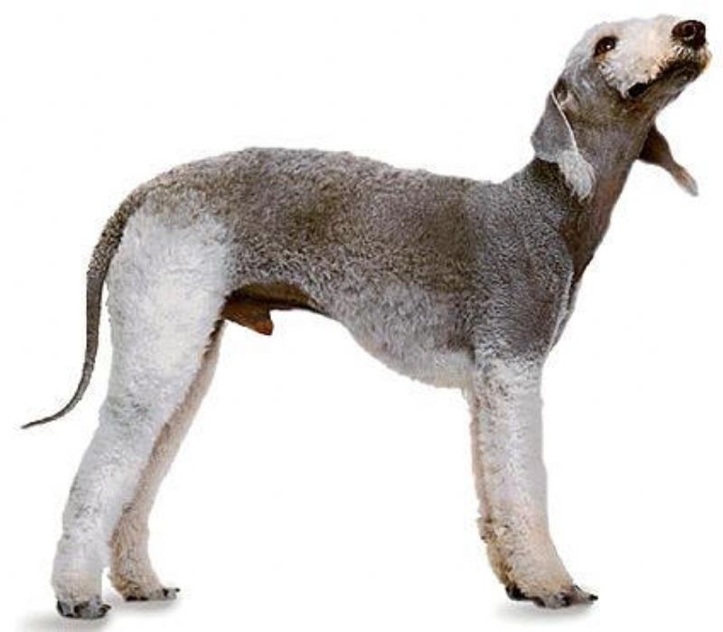 Bilde av Bedlington Terrier, nr 1737. 
